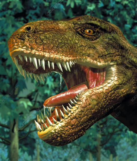 Tyrannosaurus Rex Dinosaur Head Stock Image E4460362 Science