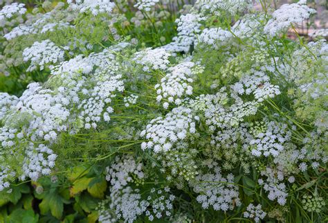 How To Grow And Care For Queen Annes Lace