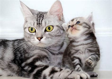 American Shorthair Cat Breed Description And Complete Care Guide
