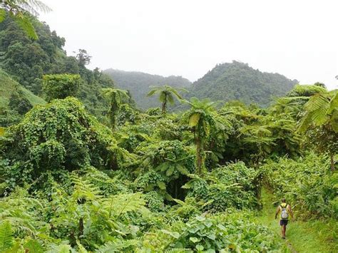Walk Among The Dense Vegetation On Gau Island Travel To Fiji