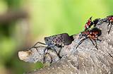 After Covid-19, The Spotted Lanternfly Could Be Public ...