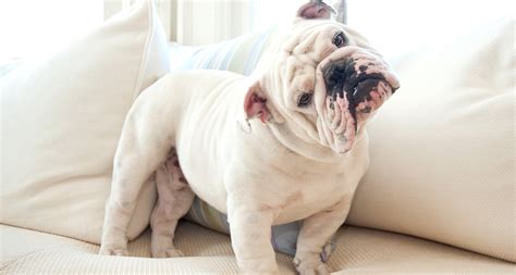 English Bulldog Dog Breed: Facts, Temperament and Care Info