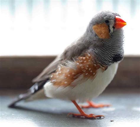 Zebra Finch Facts As Pets Care Temperament Pictures
