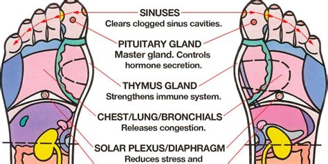 Sinus Chart