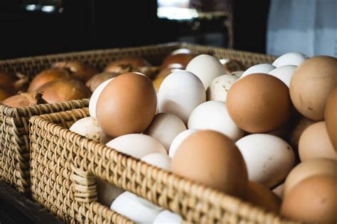 A domestic guinea hen lays seasonally, just as her. How to Safely Handle Farm Fresh Eggs on the Homestead