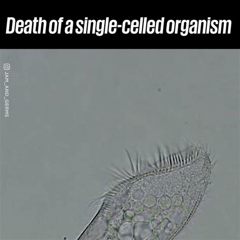 Death Of A Single Celled Organism This Is A Single Celled Organism In