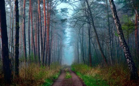 Morning Nature Spring Forest Road Haze Wallpaper Nature And