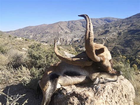 Southeastern Ibex Spain Trips4trade