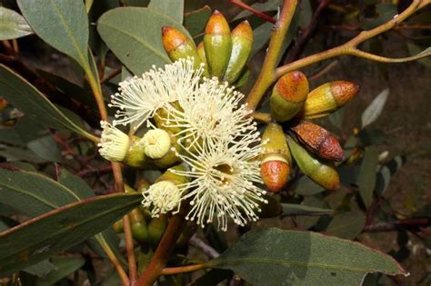 Plantfiles Pictures Kwaral Ridge Fruited Mallee Eucalyptus Angulosa