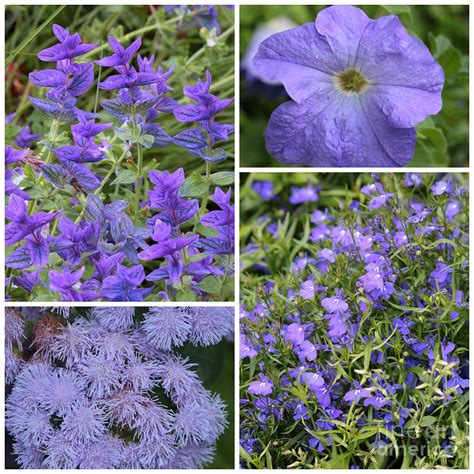 Bearing a color that has long been a symbol of royalty, purple flowers also suggest richness and elegance. Light Purple Flowers Collage Photograph by Carol Groenen