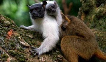 Quais são os animais em fase de extinção no Brasil Lista Completa