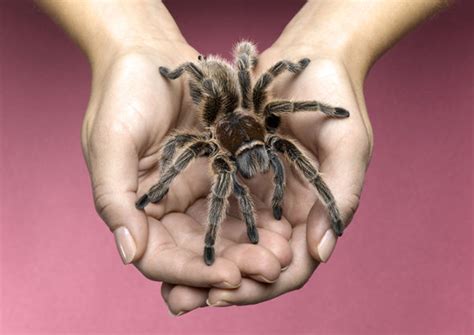 The nobel false widow spider has made its presence in ireland known after reports emerged that two waterford women had been hospitalised after researchers from venom systems lab, nui galway, dr michel dungon and john dunbar say a bite from a false widow spider could lead to steatodism. Entomologist Dr Christopher talks spiders and how to get ...