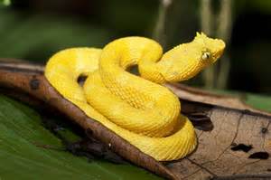 Eyelash Viper Facts Habitat Diet Life Cycle Baby Pictures
