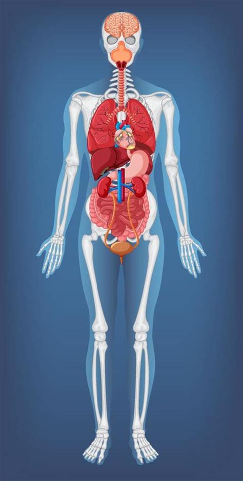 Anatomical Structure Human Body 19850122 Vector Art At Vecteezy