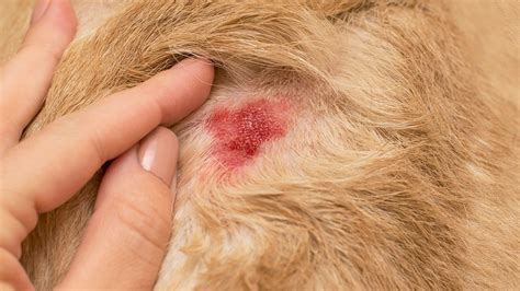 Alergia u Psa Dlaczego Pies Się Drapie PETS STYLE