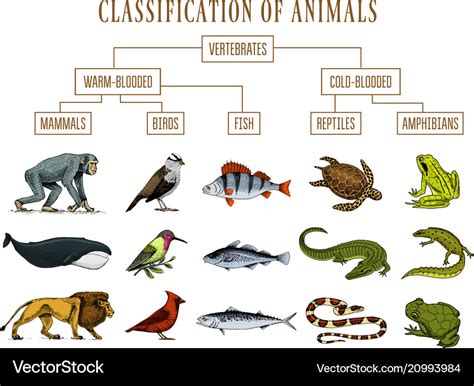 Classification Of Animals Reptiles Amphibians Vector Image