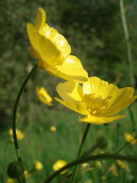 Lungo il sentiero cresce spontanea la saponaria un pianta che non ha molte esigenze e cresce spontanea nei luoghi soleggiati se porta questo nome c'è. Fiori Gialli Spontanei Primaverili