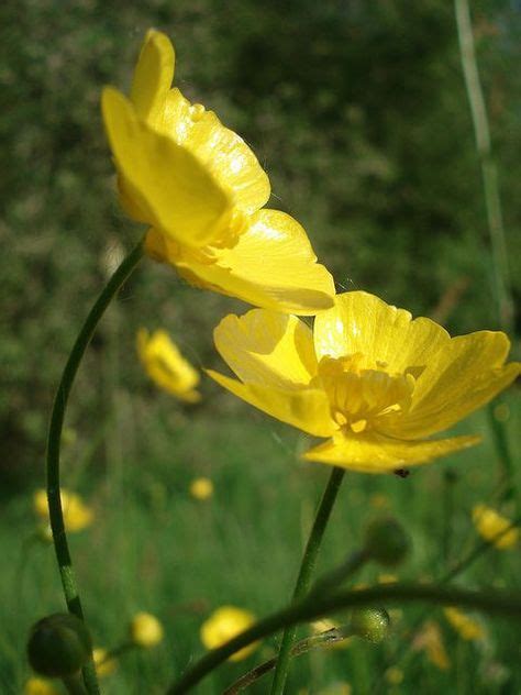 I papaveri sono tra i più famosi fiori spontanei esistenti al mondo. Fiori Gialli Spontanei Primaverili