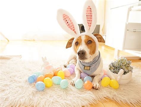 Best Dressed Easter Pets Mad Paws Blog