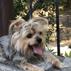 Our stores stock a large range of products for your dogs, cats, birds, fish, reptiles, amphibians and small animals. Best Pet Stores Near Me - September 2018: Find Nearby Pet ...