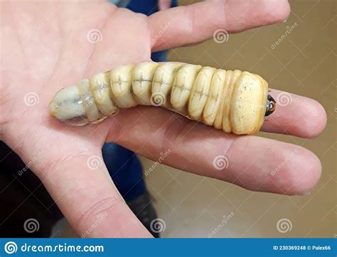 Longhorn Beetle Larva On A Human Hand Stock Photo Image Of Borer