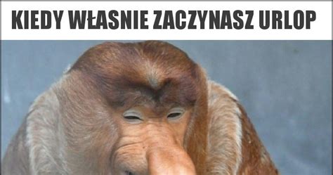 Kiedy W Asnie Zaczynasz Urlop Memy Gify I Mieszne Obrazki Facebook