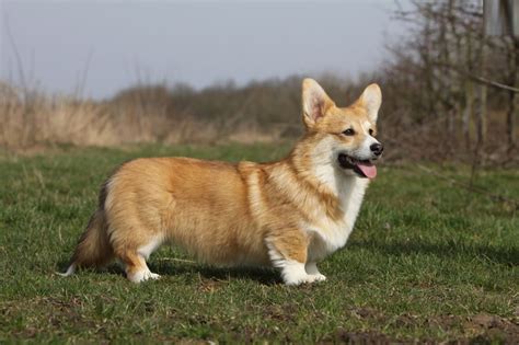 Pembroke Welsh Corgi Puppies Rescue Pictures Information