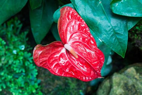 Red Anthurium Flower Stock Photo Image Of Blooming Flamingo 38715092