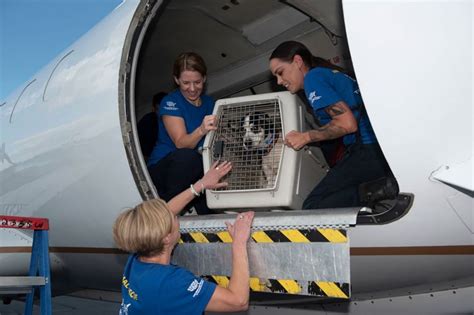 The Changing World Of Pet Transport Humanepro By The Humane Society