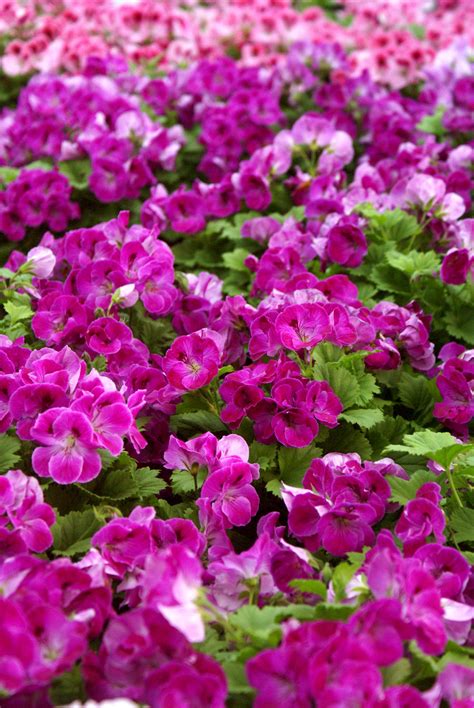 Overall, martha washington geraniums grow roughly 12 to 18 inches tall and 12 to 24 inches wide. Martha Washington Geraniums | Martha washington geranium ...
