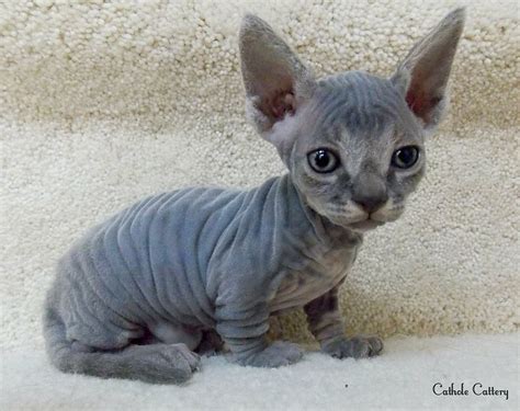 Die minskin ist eine noch recht junge katzenrasse. 10 Rare Cats Breeds in 2020 | Rare cat breeds, Rare cats ...