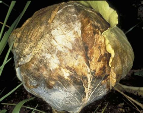 Determining whether a disease is caused by a pathogen, or has nonliving (abiotic) causes requires not only the examination of individual plants, but also, noting the pattern of symptom occurrence in a field. Damping-off diseases | Infonet Biovision Home.