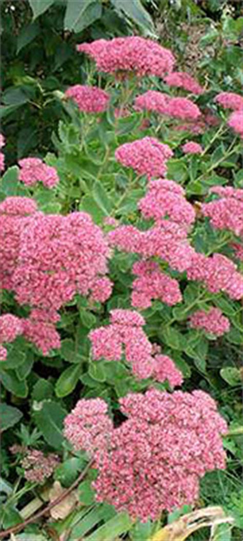 Planten er sukkulent og kan danne nye planter fra afrevne blade. Havenyt.dk - Sankthansurt