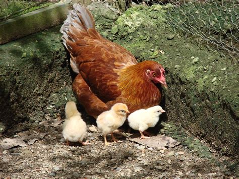 Gallina Con Sus Pollitos Hen And Her Chicks Gallus Gall Flickr