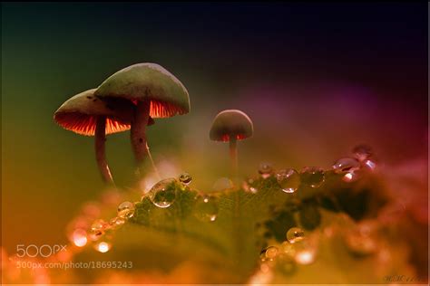 The Magical Macro Worlds Of 500px Photographer Wil Mijer 500px
