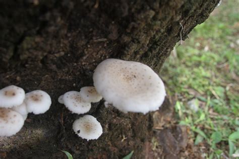 Mushroom Study Identifying Fungi Species White Spotted Mushroom