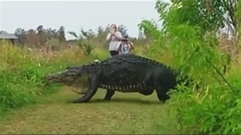 Video Of Giant Alligator Draws Crowds To Florida Preserve