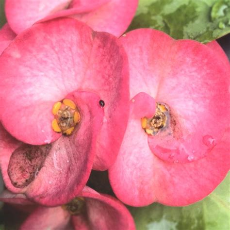 Tripadvisor has 181,659 reviews of venezuela hotels, attractions, and restaurants making it your best venezuela resource. Flor #flor #flower #venezuela #naturaleza #nature | Nic