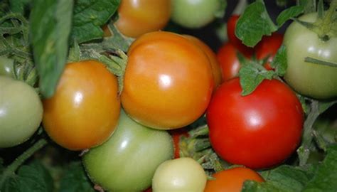 Maybe you would like to learn more about one of these? Lime for Tomato Plants | Garden Guides