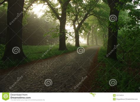 Forest Road In The Morning Stock Photo Image Of Black Leaves 31174414