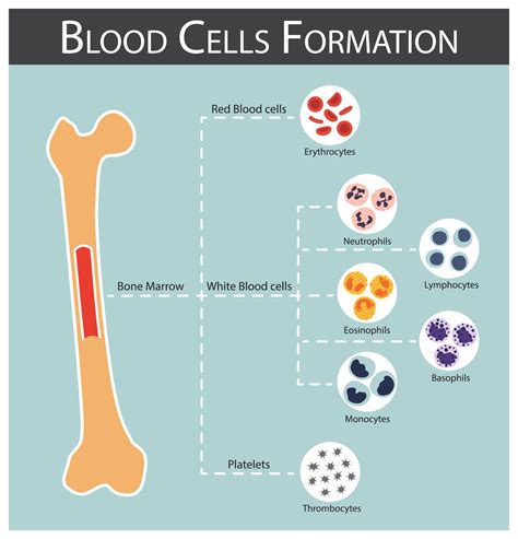 Blood Cells Formation Bone Marrow Produce Blood Cells Series