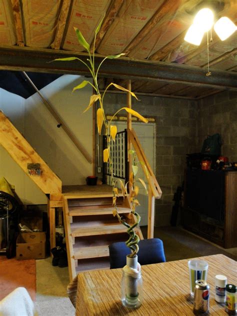 The key to saving a plant when yellow appears is to assess the cause and take can yellow bamboo turn green again? Is Well Water Making My Lucky Bamboo Yellow?