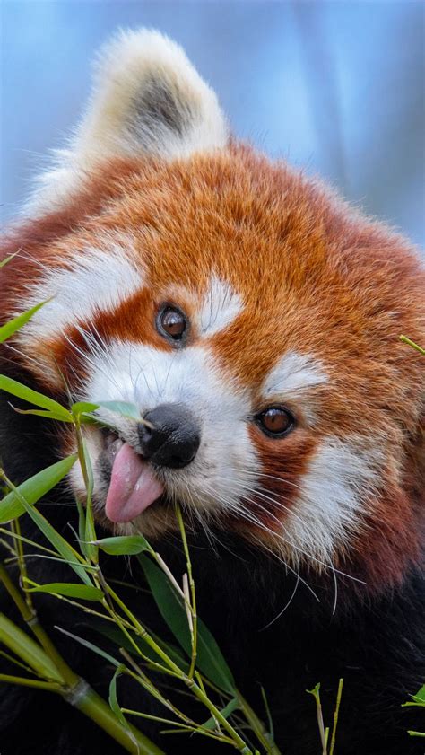 Download Wallpaper 800x1420 Red Panda Tongue Protruding Cute Funny