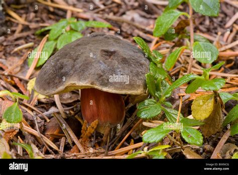 Zellers Bolete Boletus Zelleri An Edible Mushroom Growing Wild In