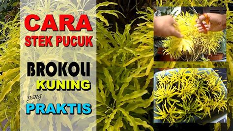 Cara berkembangbiak teratai bisa dengan cara generatif ataupun vegetatif. Bunga Asoka Berkembang Biak Dengan Cara - Eva