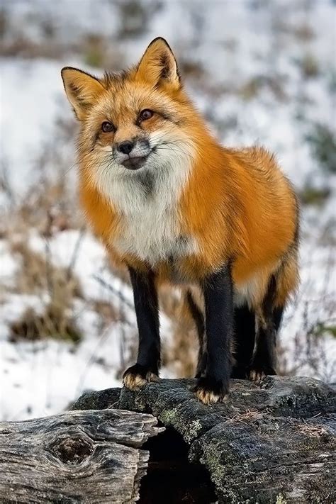 Smiling Red Fox Animals Pinterest