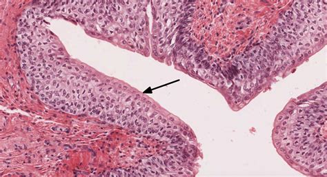 Epithelial Tissue And Mammary Gland Histology