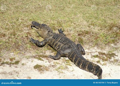 Florida Alligator Sunning On Sandy Bank Stock Photo Image Of Sandy