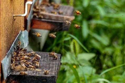 How To Treat Dysentery In Honey Bees Beekeepclub