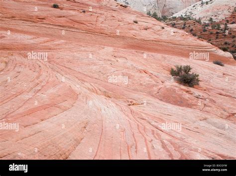 Patterns In Petrified Sand Dunes Zion National Park Utah Stock Photo